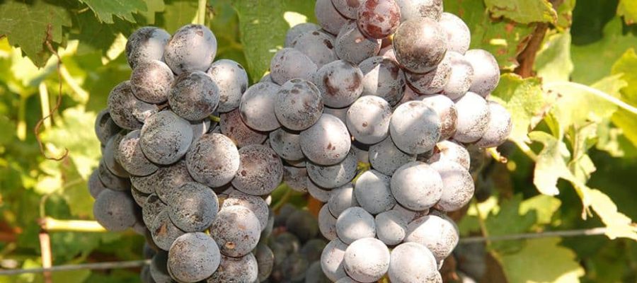 Le uve "Schiave" del Trentino-Alto Adige