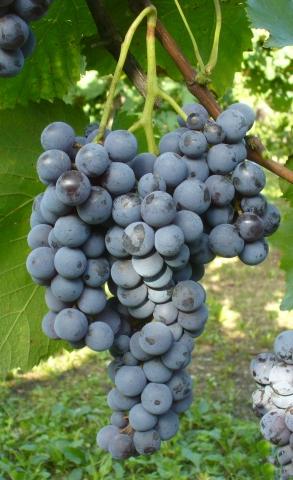 Le uve "Schiave" del Trentino-Alto Adige