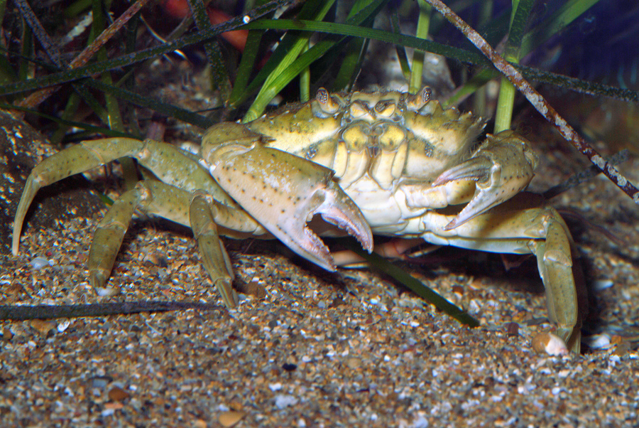 Carcinus aestuarii