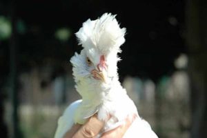 La “nobile” gallina di Polverara