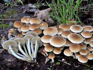 I piopparelli: profumo di bosco e ricette di casa