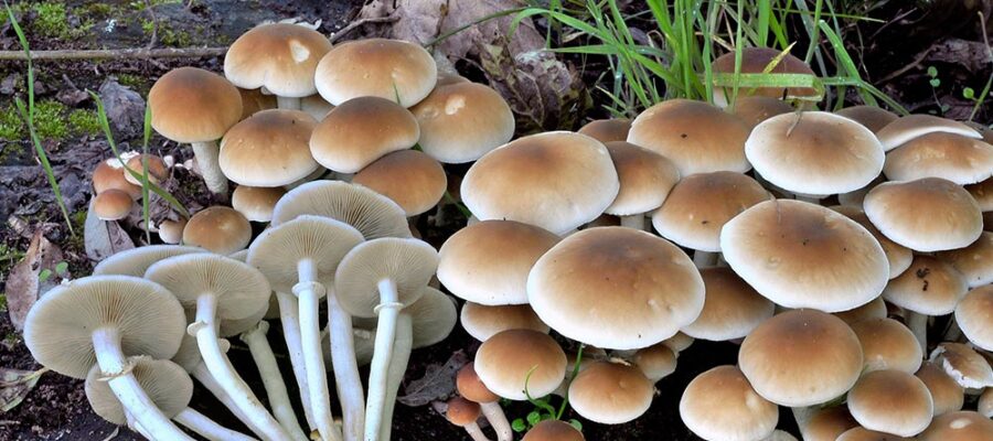 I piopparelli: profumo di bosco e ricette di casa